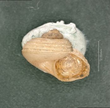 Media type: image;   Malacology 154835 Description: dry;  Aspect: APT